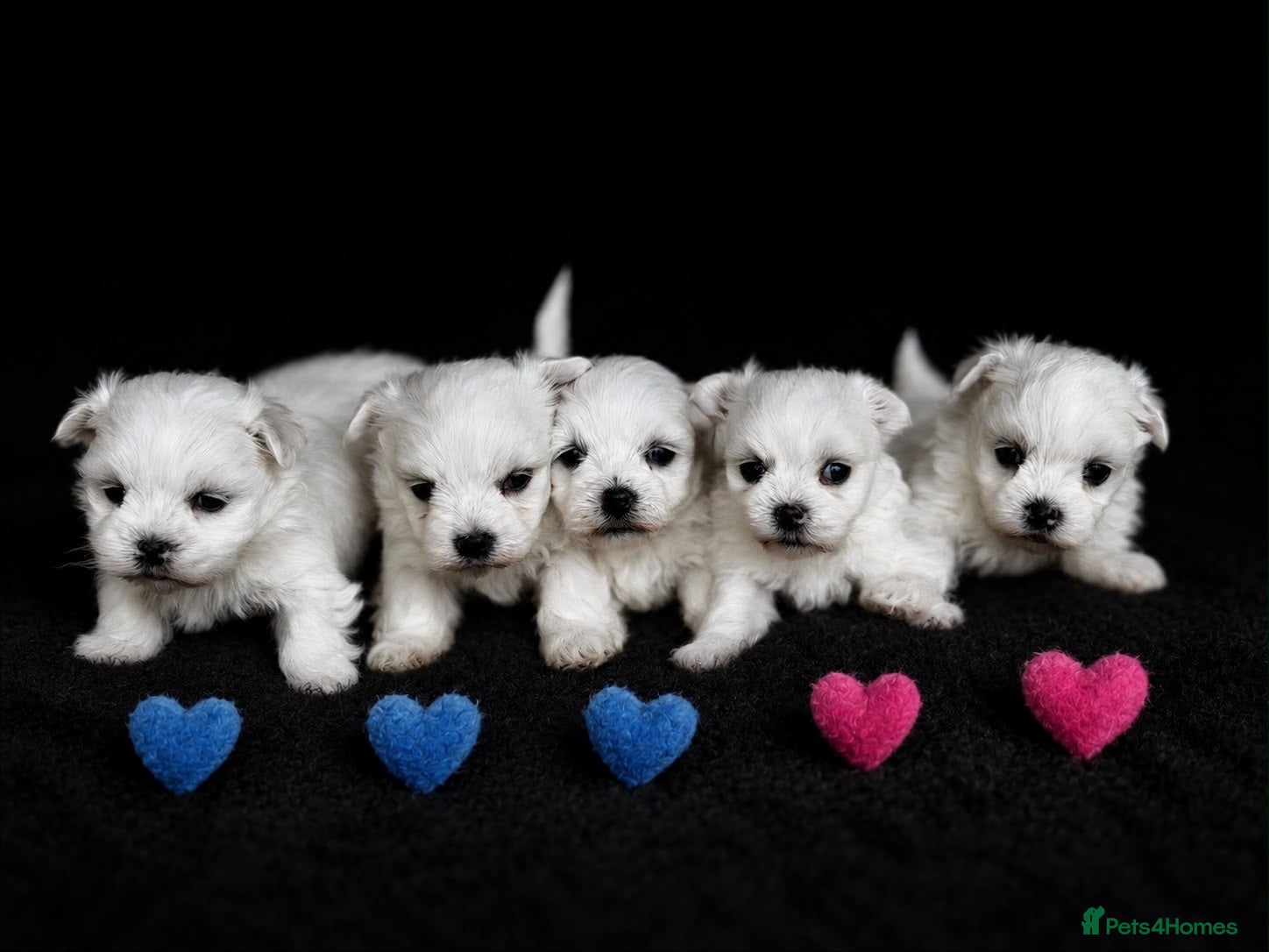 Maltese dogs Maltese  - Advert 2