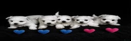 Maltese dogs for sale: Maltese  - Advert 2