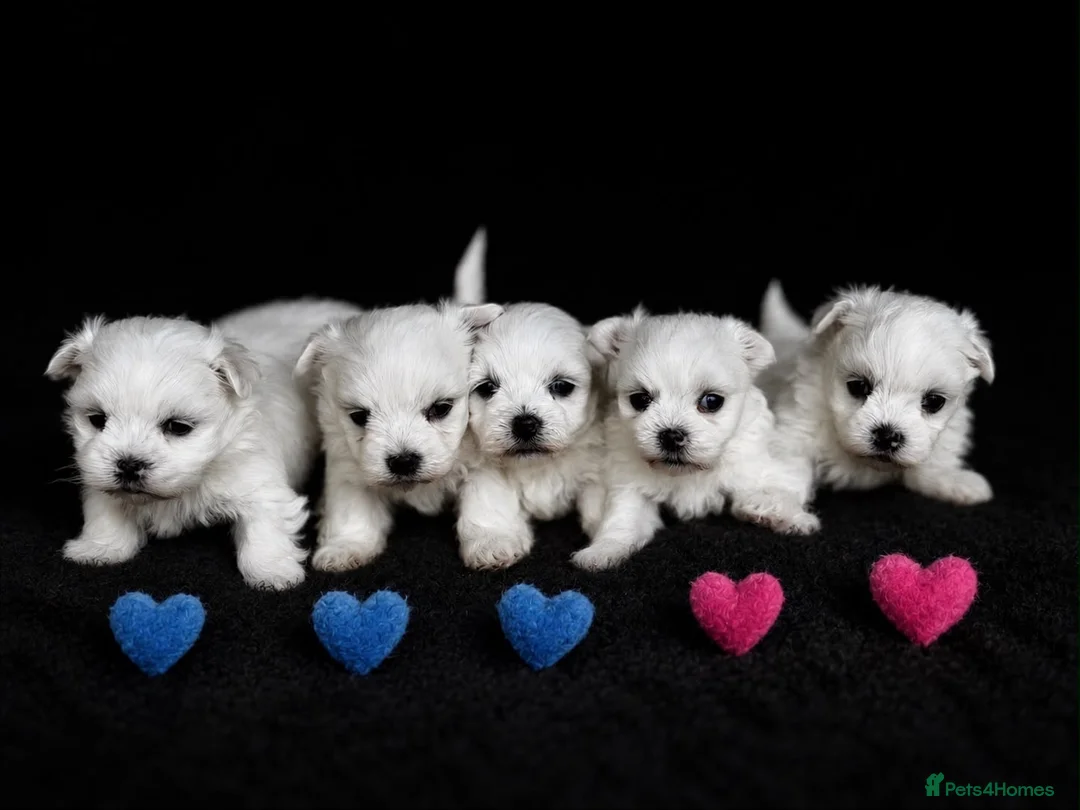 Maltese dogs for sale: Maltese  - Advert 2