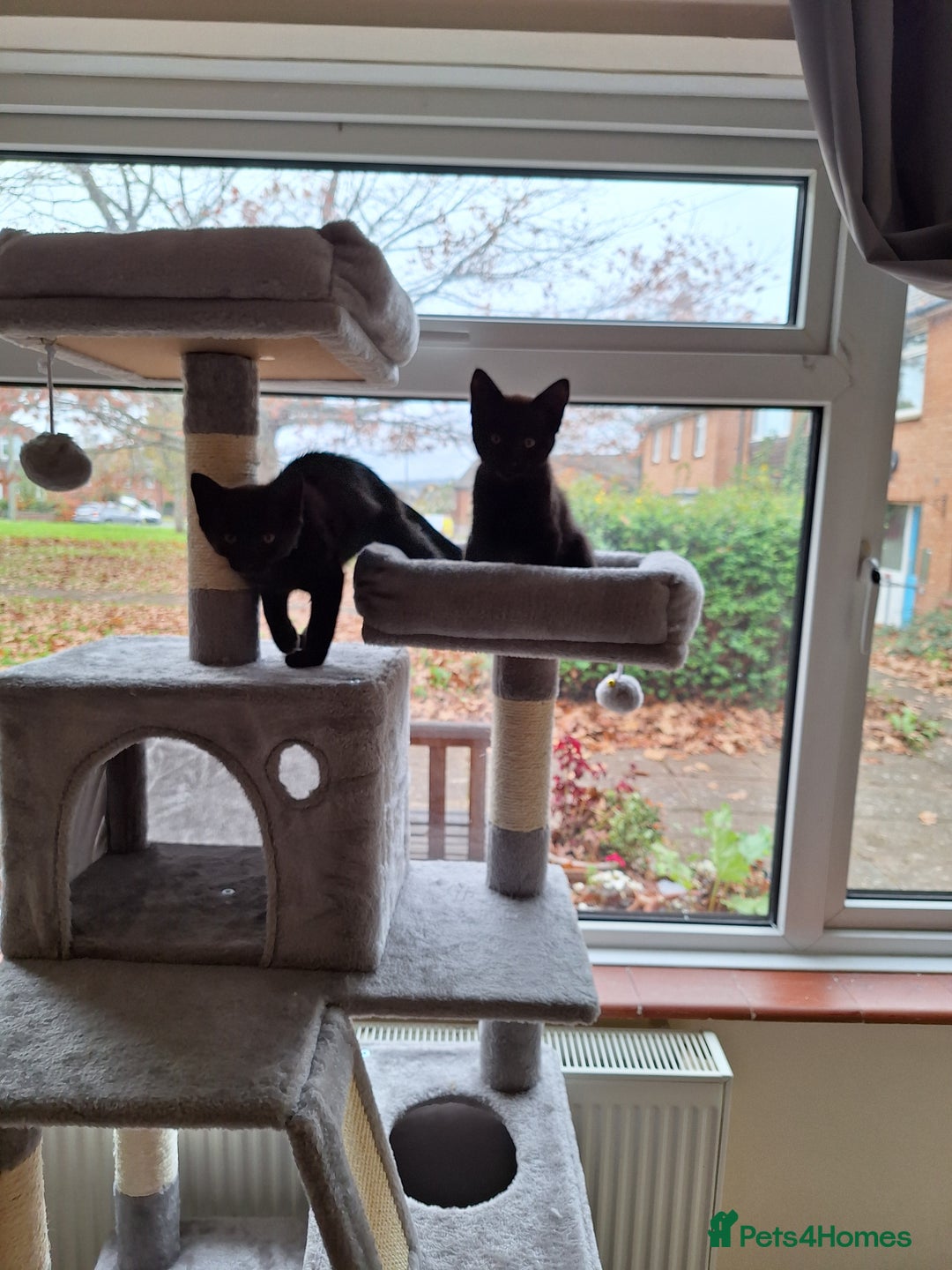Domestic Shorthair cats for sale: Ronnie & Reggie - Advert 6
