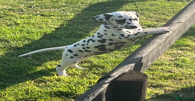 Dalmatian dogs - Advert 2