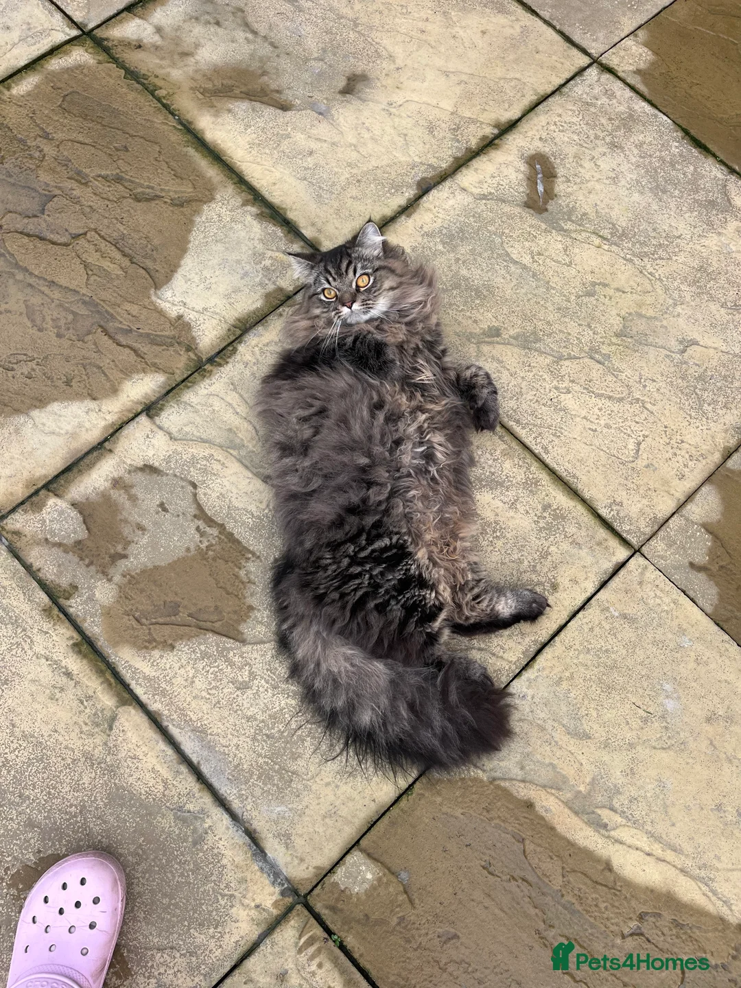 Turkish Angora cats for sale: Turkish Angora x Persian  - Advert 5