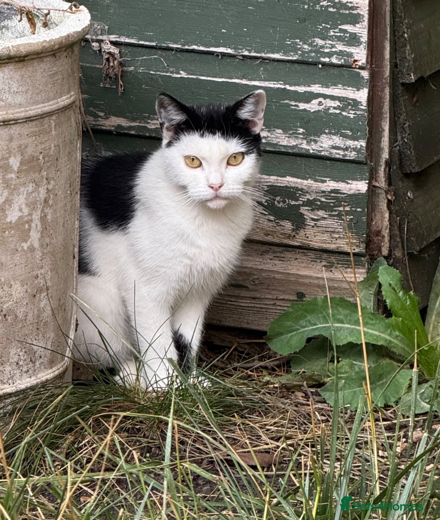 Mixed Breed cats Rehoming /adoption 3 beautiful juvenile cats - Advert 2