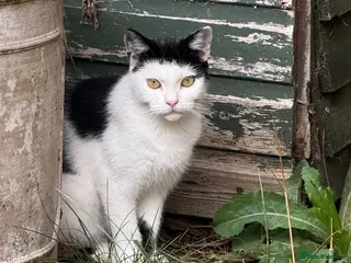 Mixed Breed cats Rehoming /adoption 3 beautiful juvenile cats - Advert 2