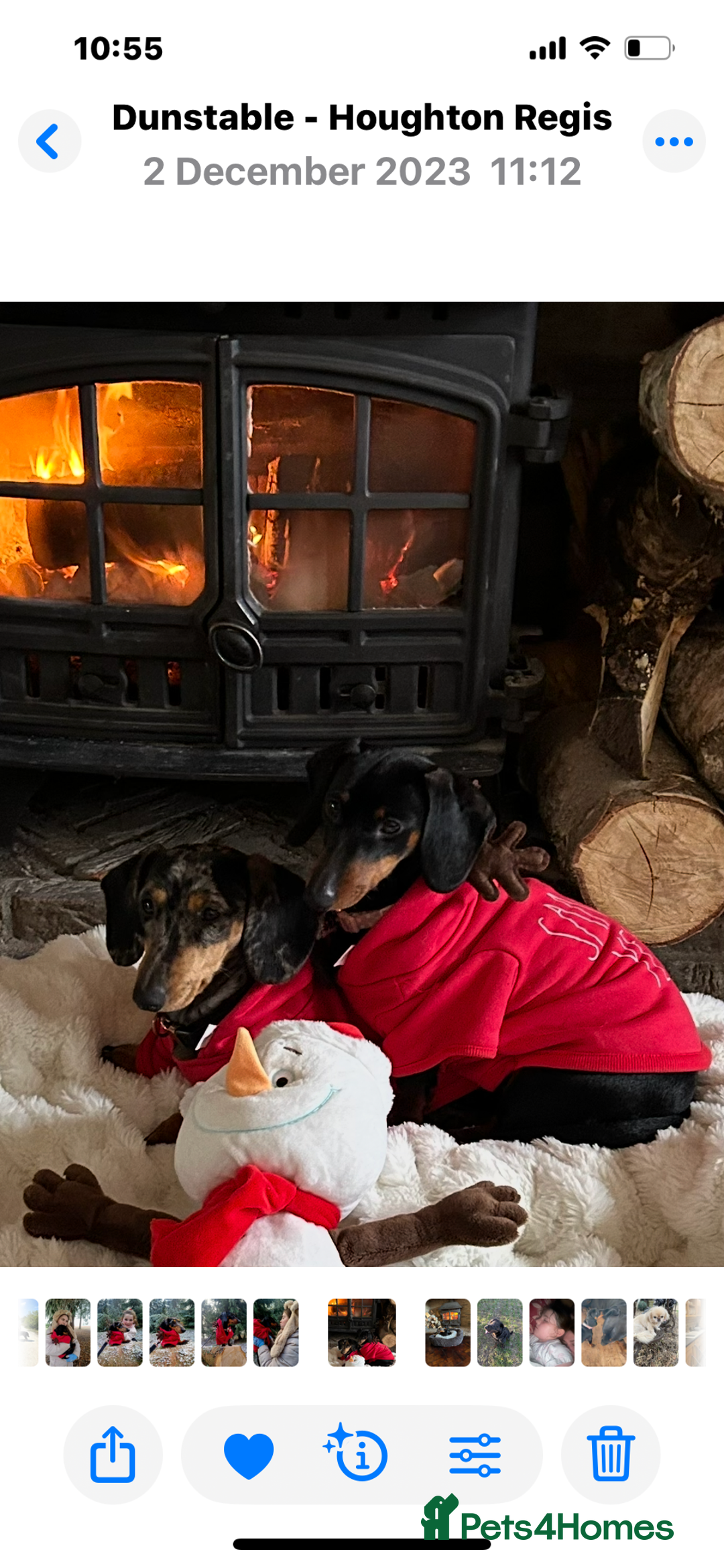 Miniature Dachshund dogs for sale: Ready Now Full Pedigree KC Reg Mini Dachshunds - Image 12