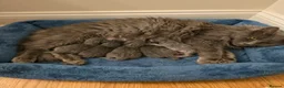 Maine Coon cats for sale: GCCF Registered Blue Maine Coon Kittens - Advert 9