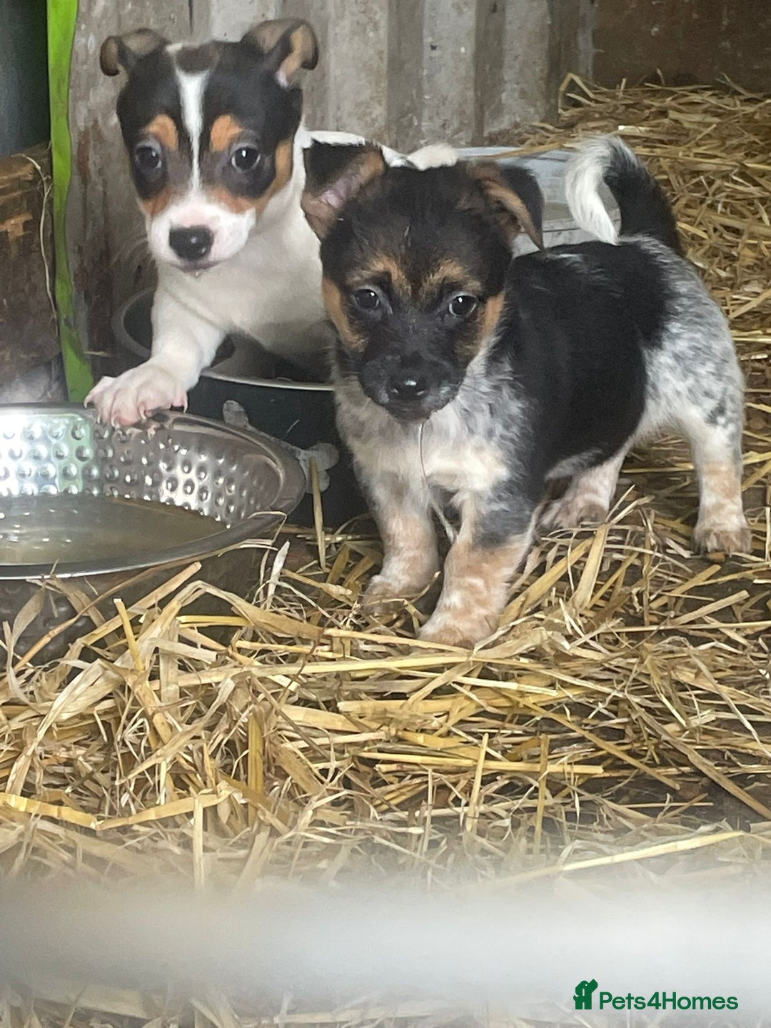 Jack Russell dogs for sale: Jack Russell puppies - Image 8