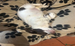 English Springer Spaniel dogs for sale: English springer spaniel puppies for sale - Image 2