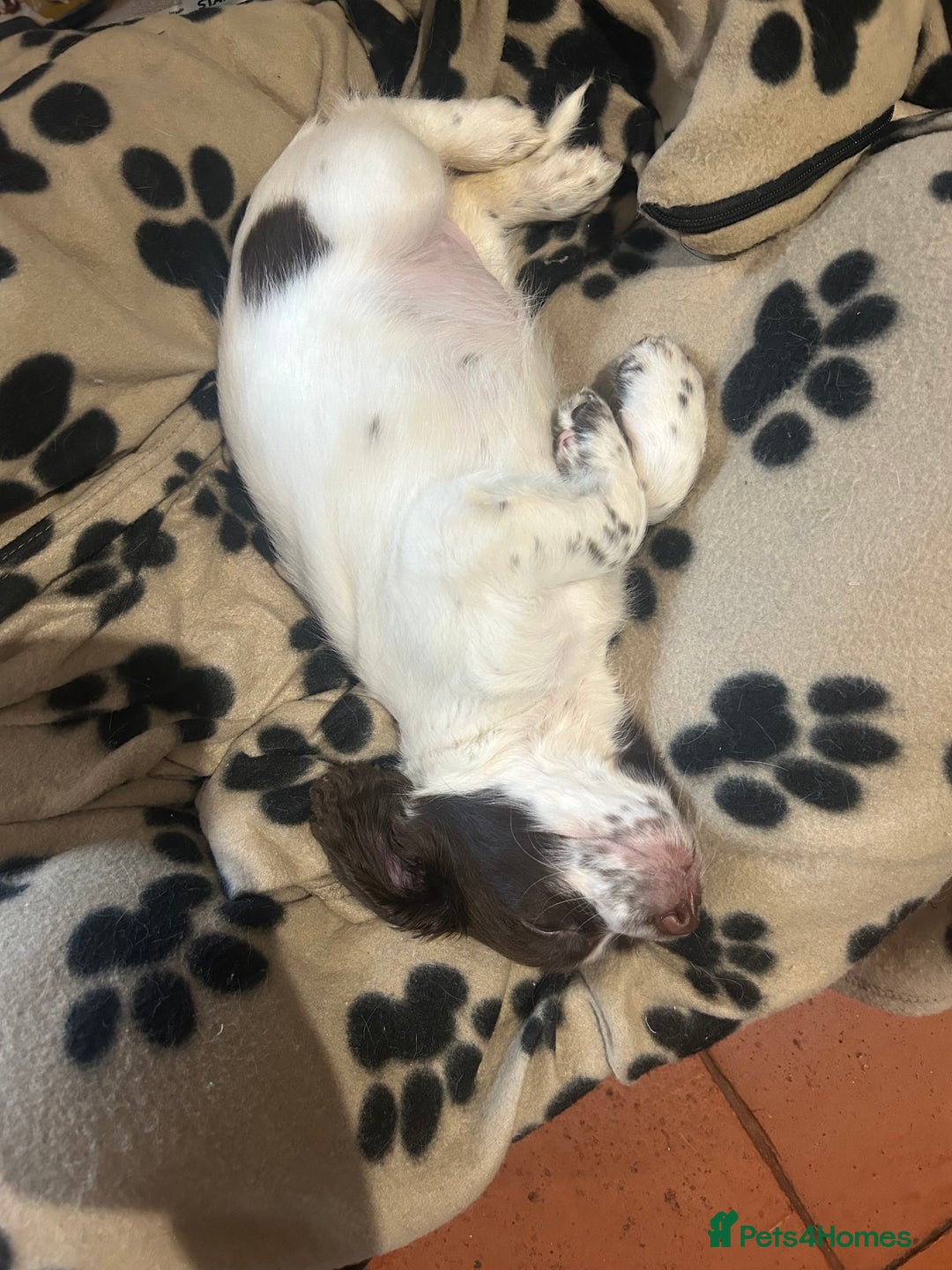 English Springer Spaniel dogs for sale: English springer spaniel puppies for sale - Image 2
