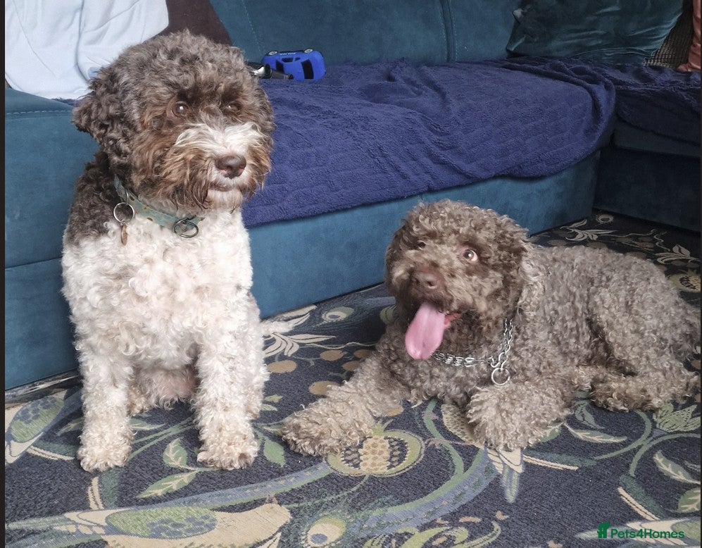 Lagotto Romagnolo dogs LAGOTTO ROMAGNOLO – EXPECTED KC REGISTERED LITTER - Advert 1