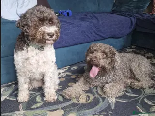 Lagotto Romagnolo dogs LAGOTTO ROMAGNOLO – EXPECTED KC REGISTERED LITTER - Advert 1