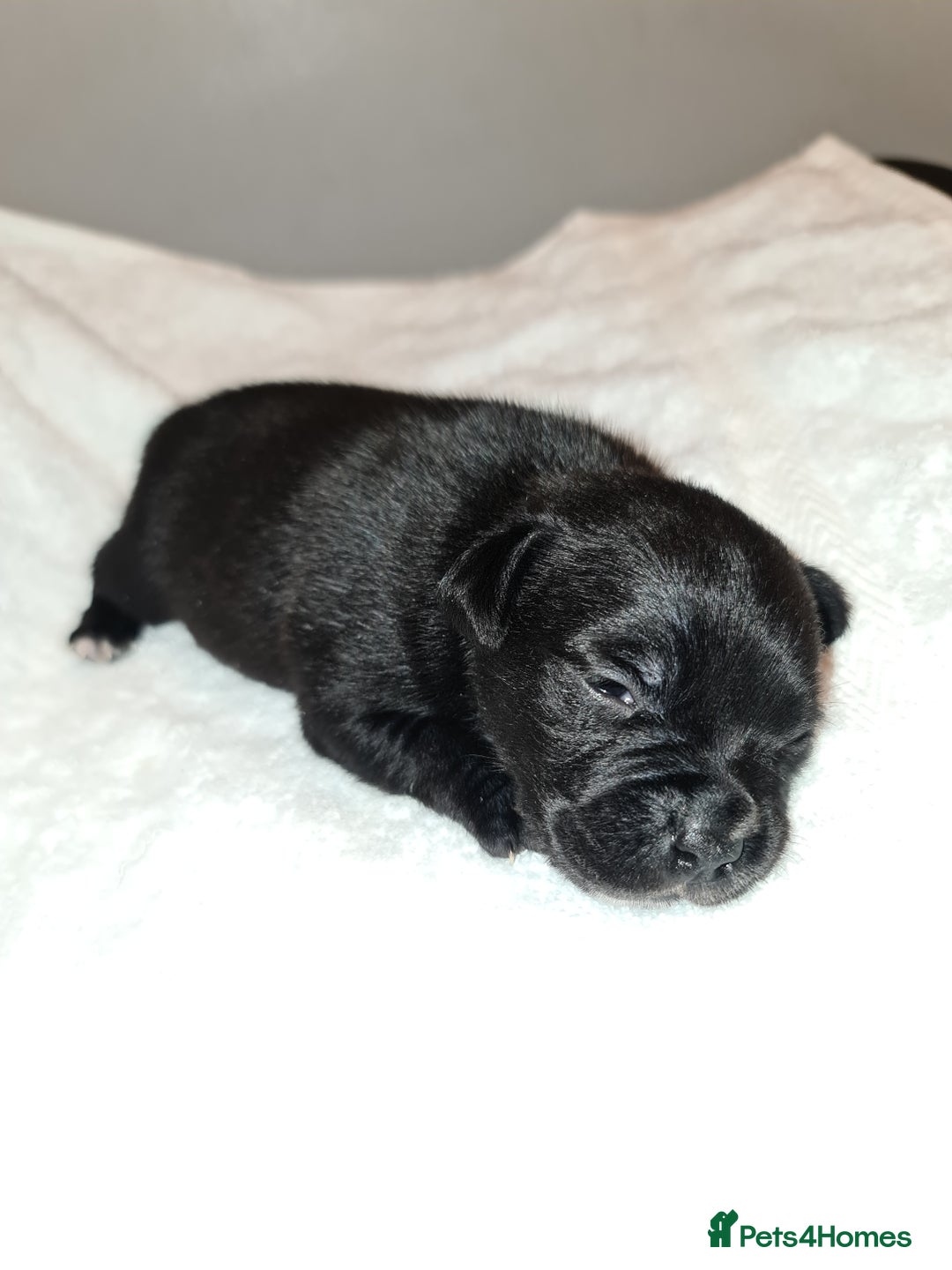 Staffordshire Bull Terrier dogs for sale: Adorable champion bred black staffys puppy's  - Image 3