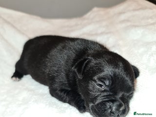 Staffordshire Bull Terrier dogs - Advert 1