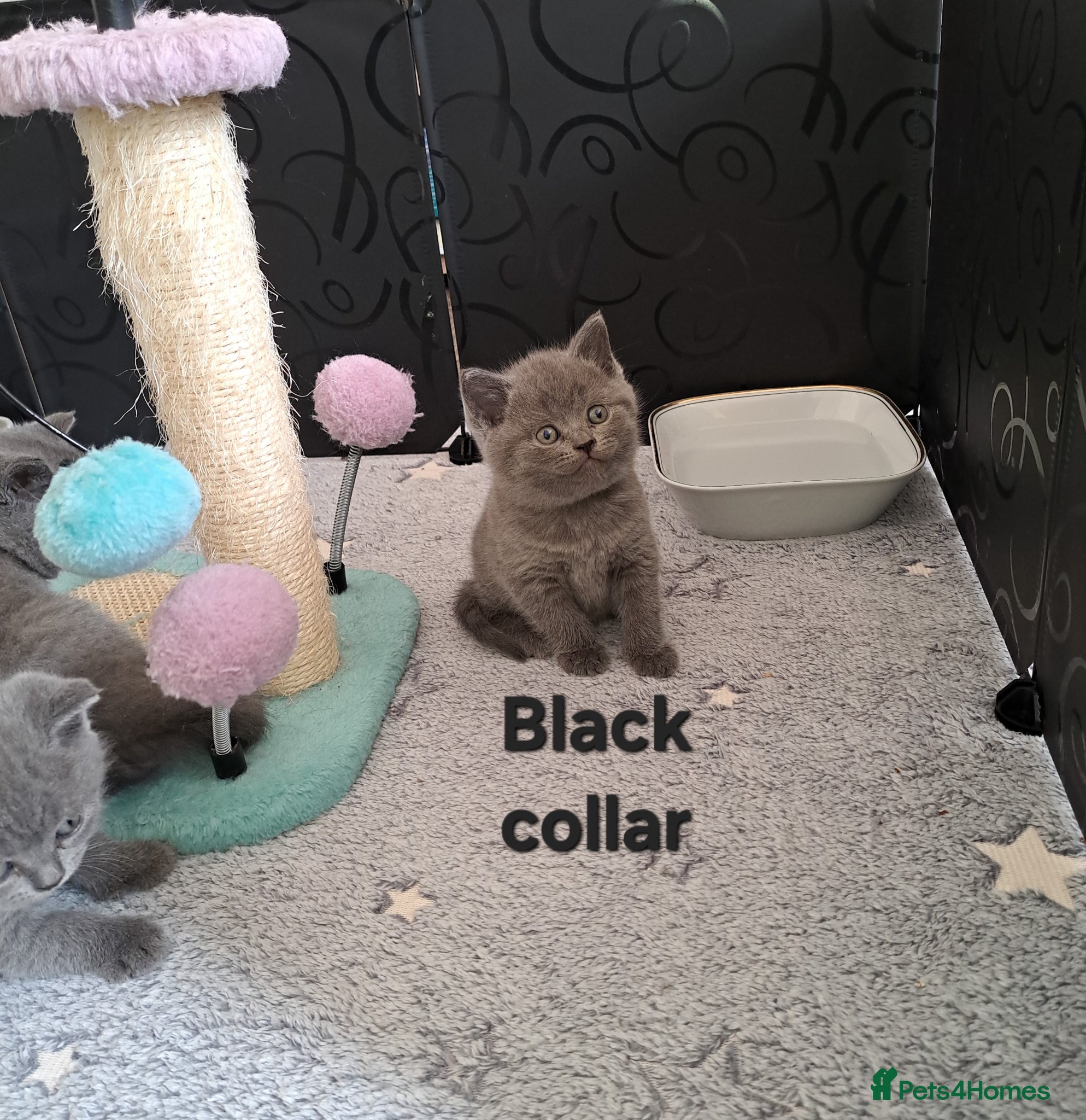 British Shorthair cats British Shorthair Blue are available  - Advert 2