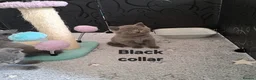 British Shorthair cats for sale: British Shorthair Blue are available  - Advert 2