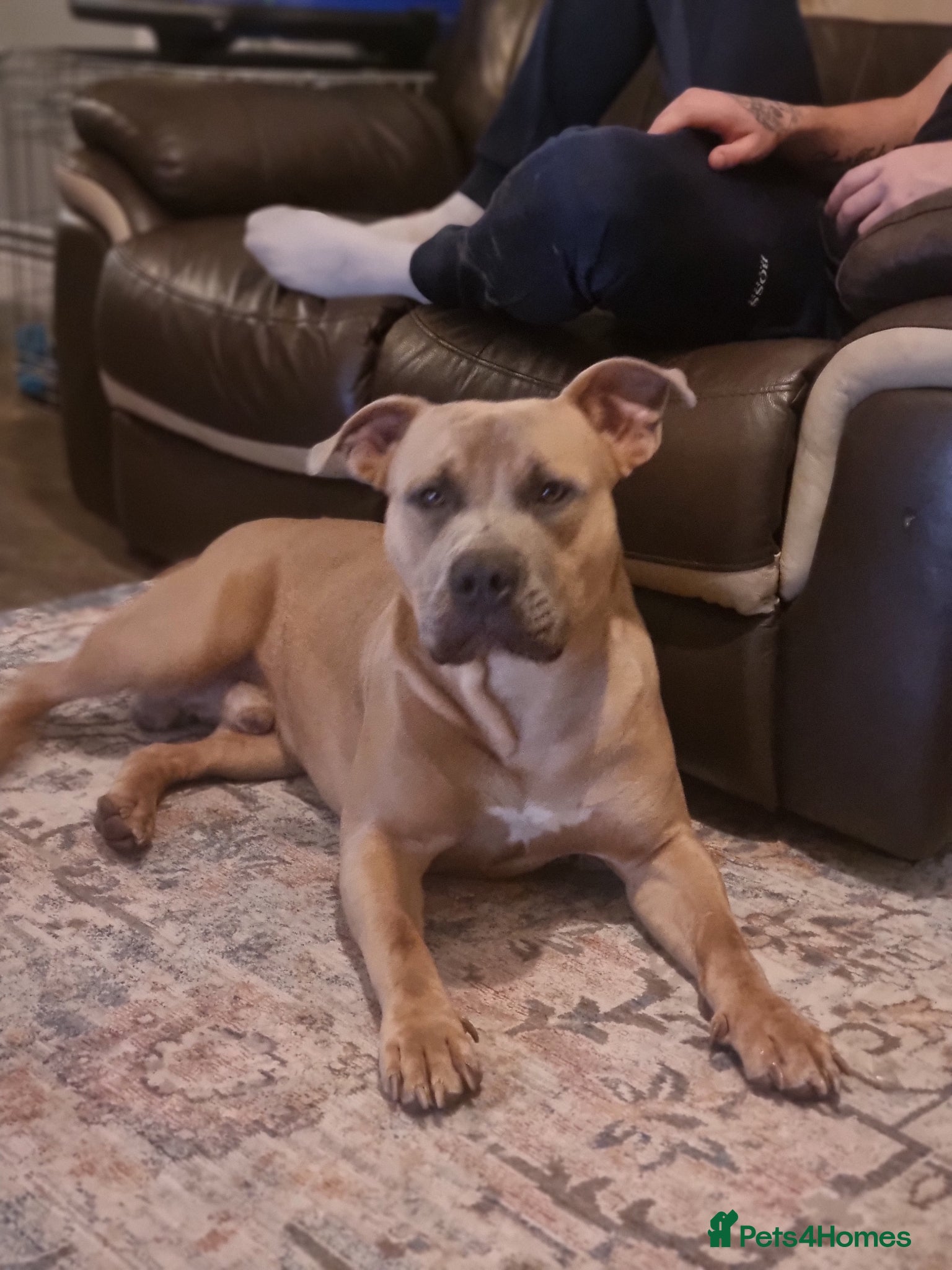 Mixed Breed dogs Male bully cross - Advert 1