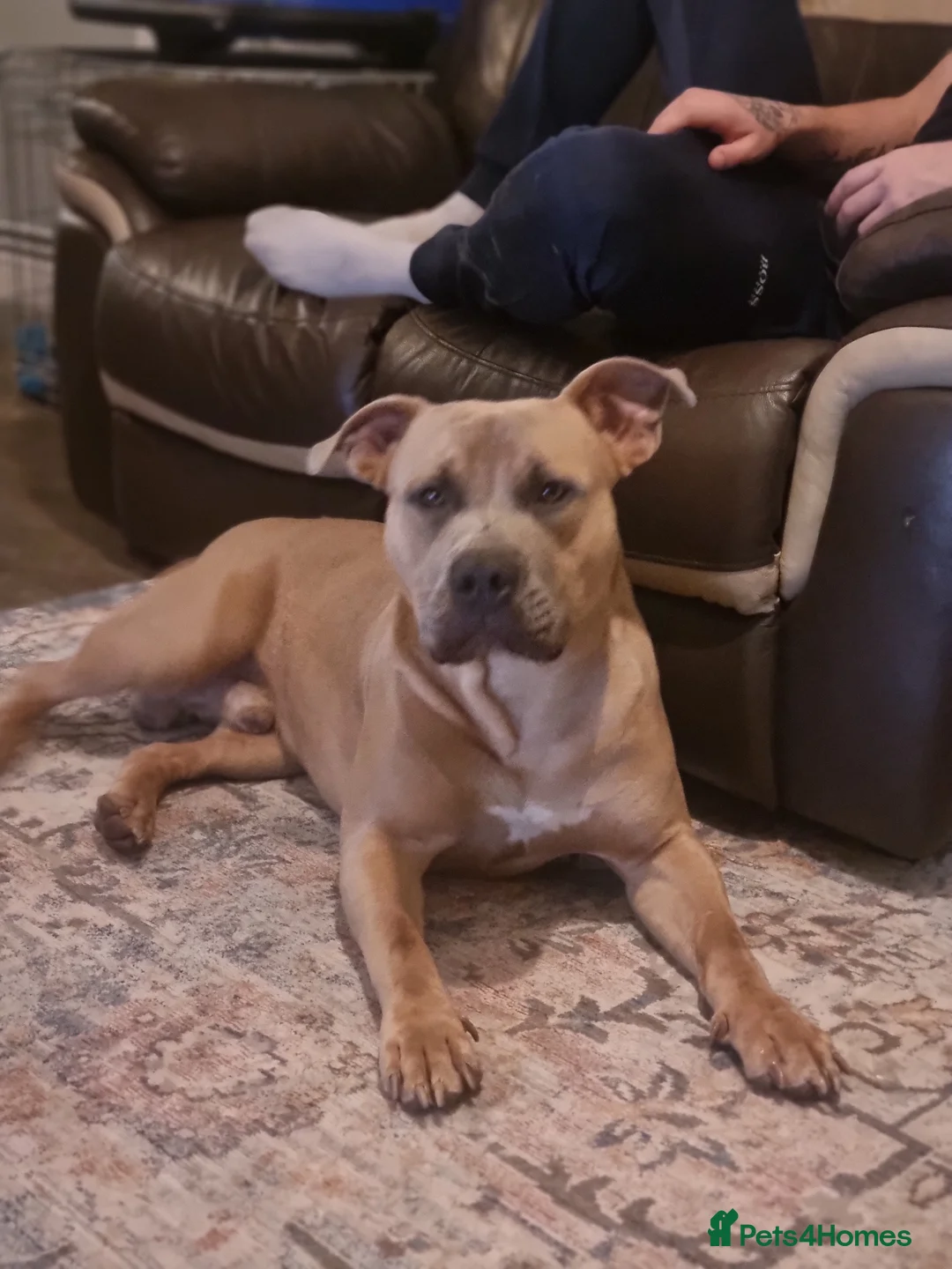 Mixed Breed dogs for sale: Male bully cross - Advert 1