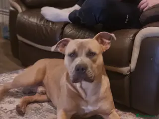 Mixed Breed dogs Male bully cross - Advert 10