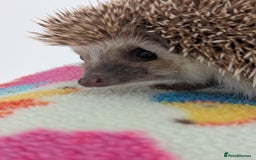 Pygmy Hedgehog rodents for sale: REDUCED PRICE!!! Gorgeous Hoglets/ READY NOW!!!! - Image 15