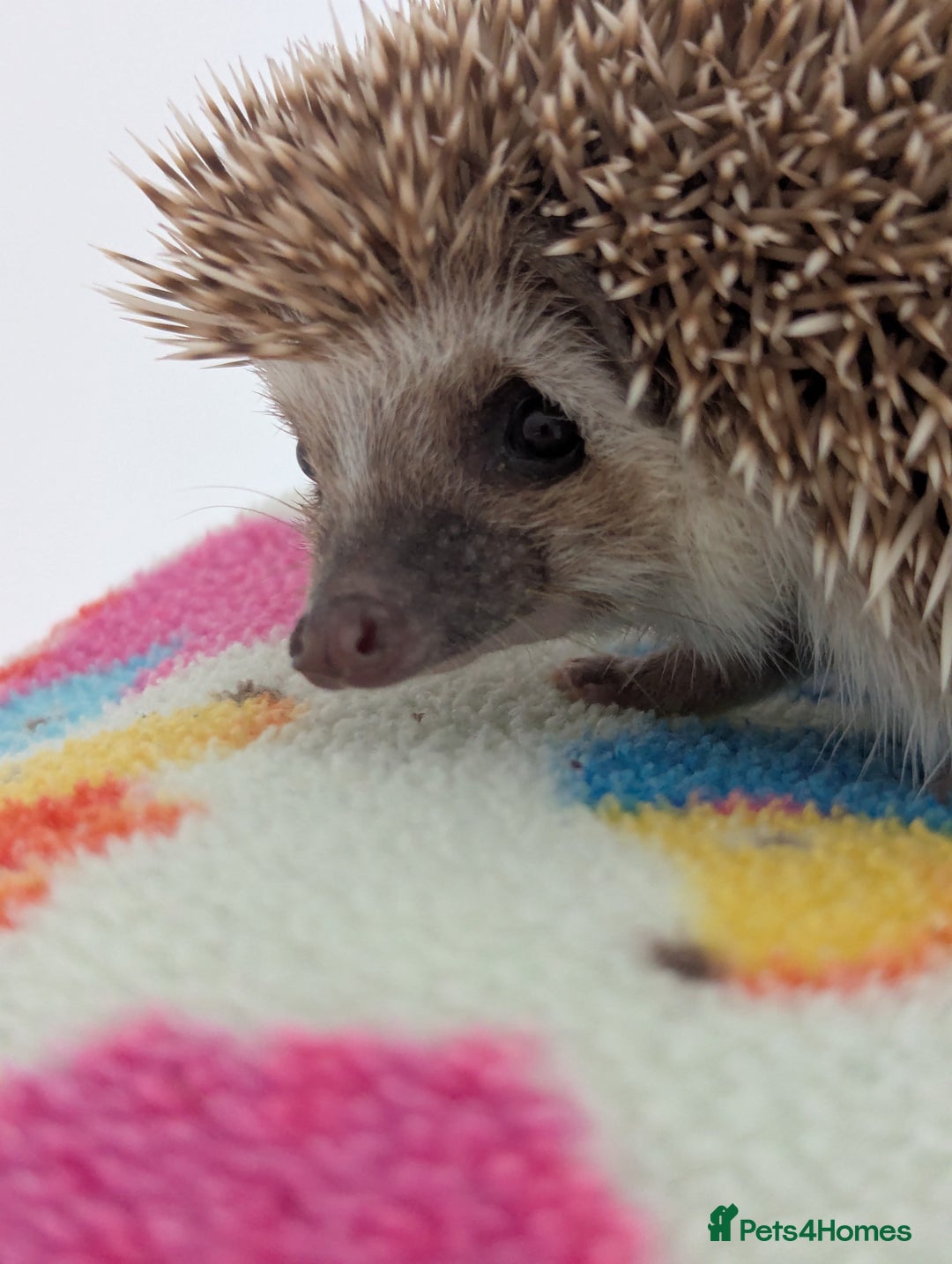 Pygmy Hedgehog rodents for sale: REDUCED PRICE!!! Gorgeous Hoglets/ READY NOW!!!! - Image 15