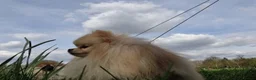 Pomeranian dogs for sale: Still Bullet Exclusive-Max - Advert 5