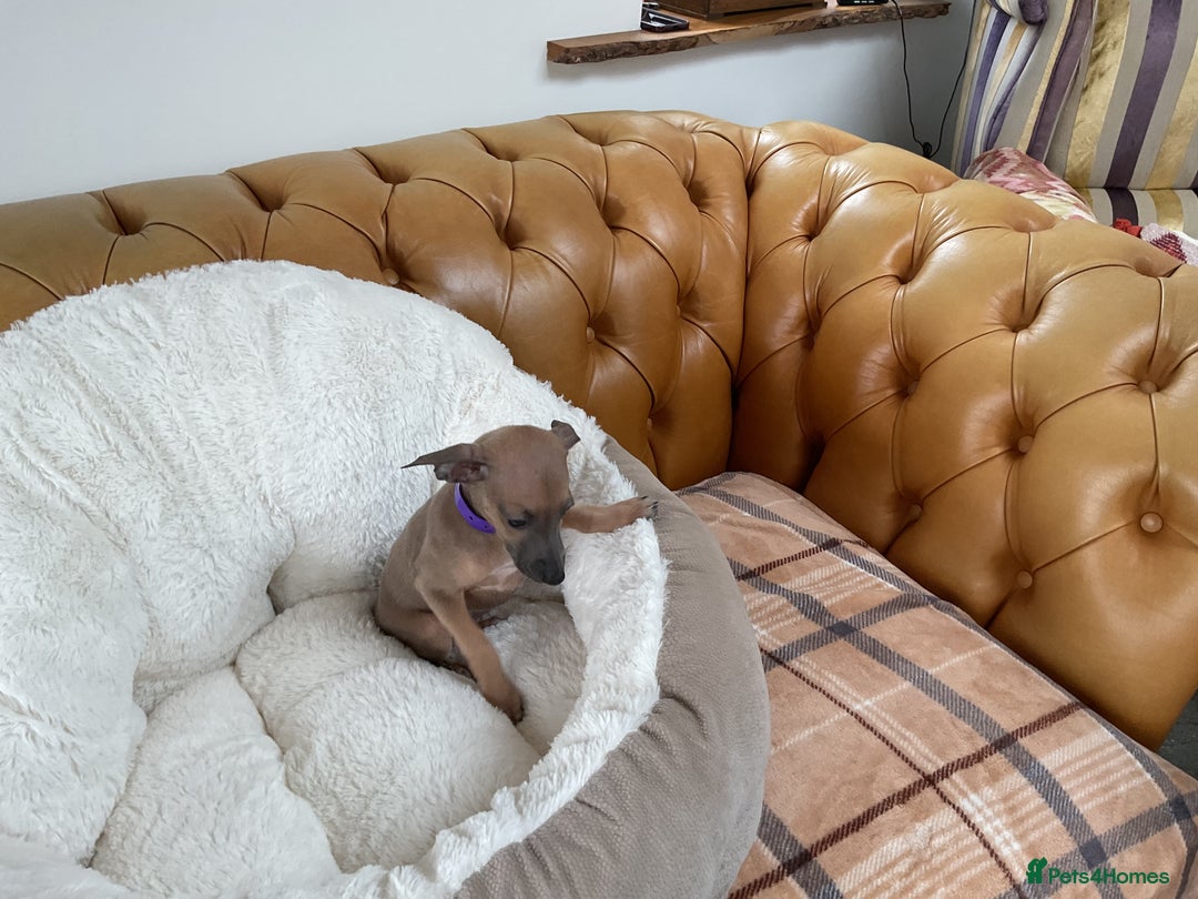 Italian Greyhound dogs for sale:  Beautiful Italian greyhound puppies  - Image 7
