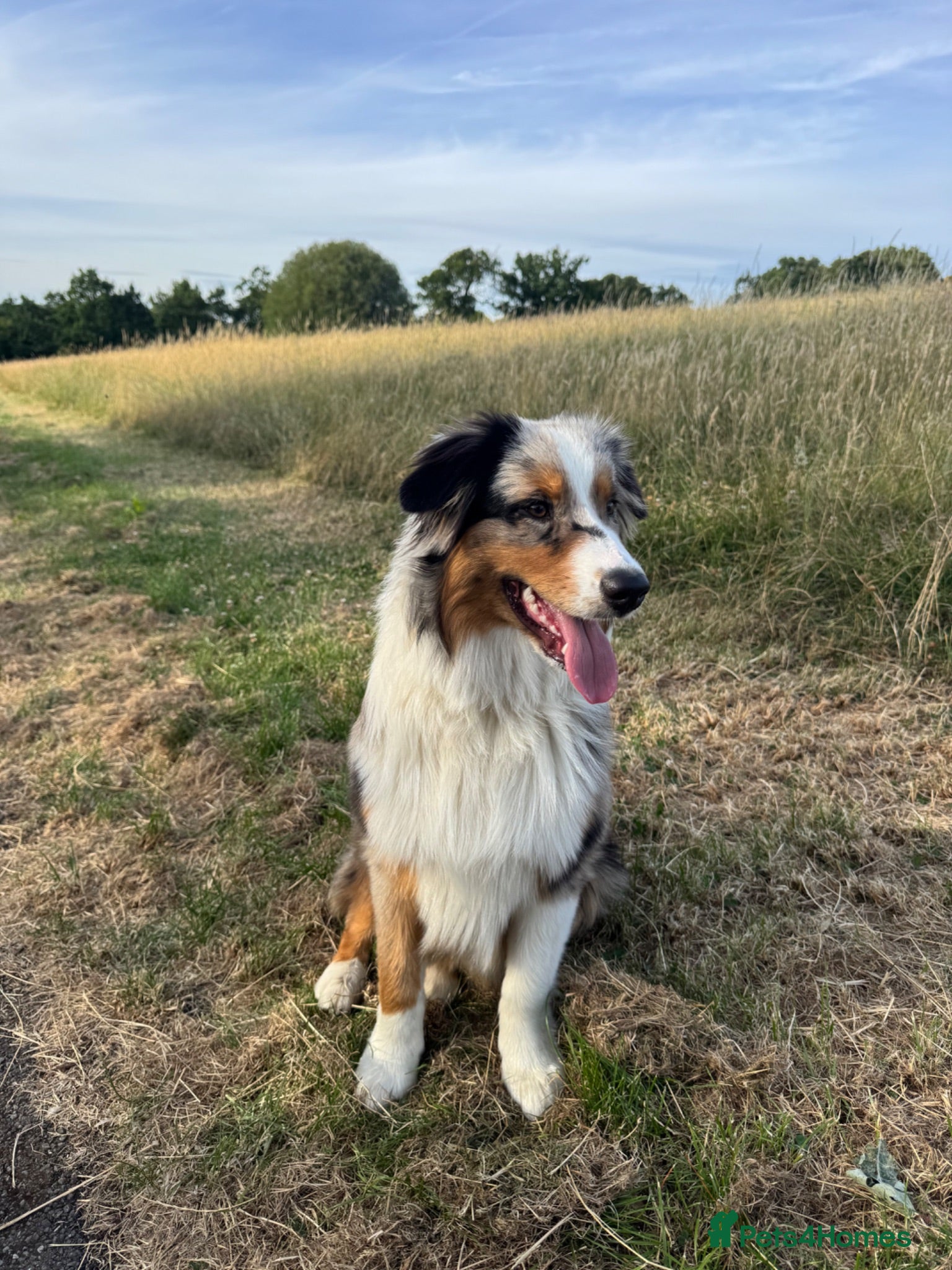 Australian Shepherd dogs Beautiful Blue Merle Australian Shepherd Girl💖 - Advert 1