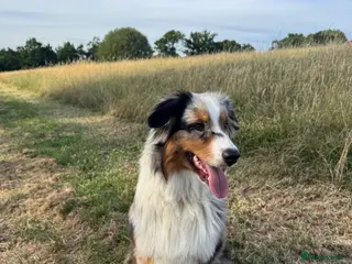 Australian Shepherd dogs Beautiful Blue Merle Australian Shepherd Girl💖 - Advert 2
