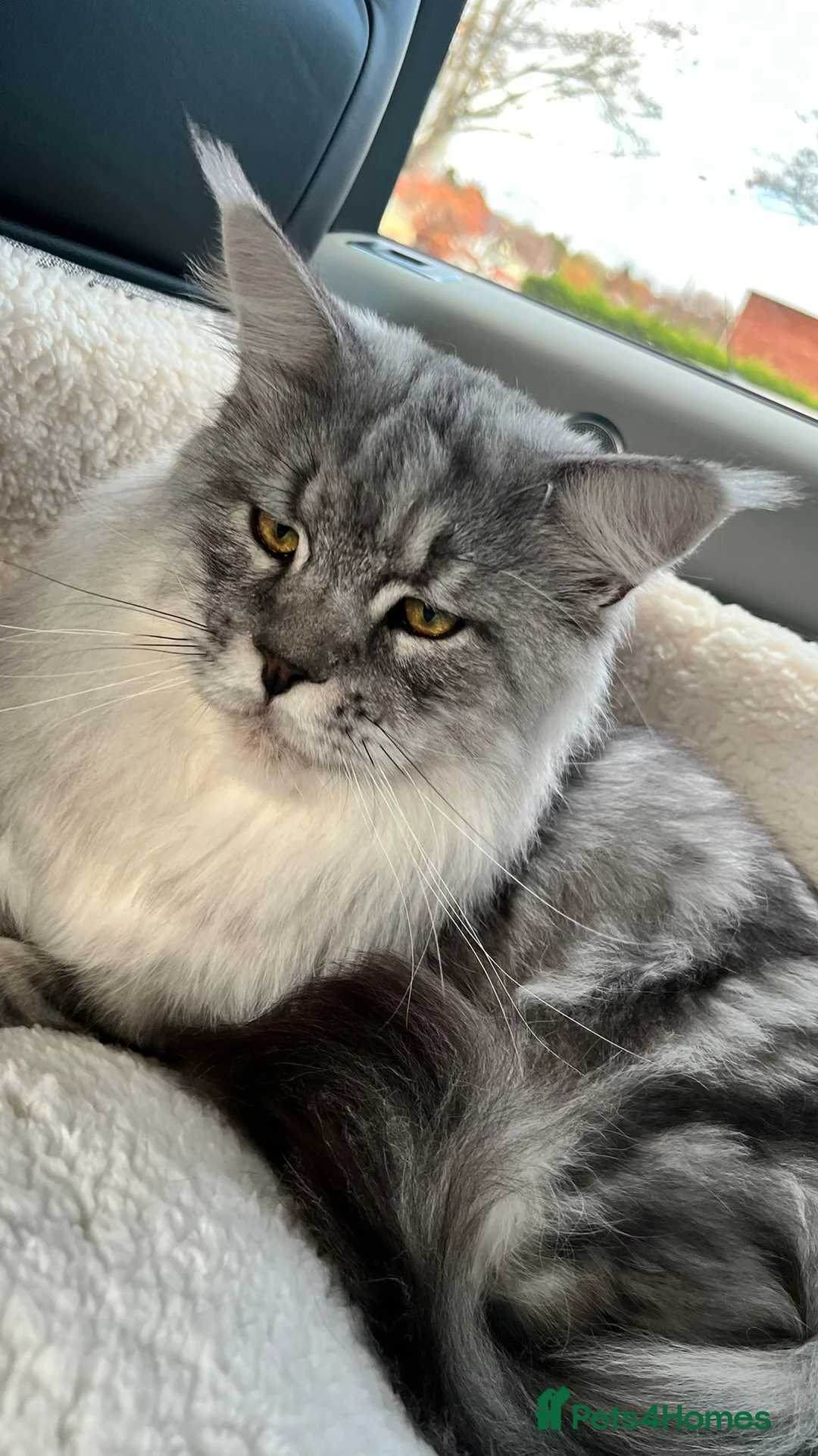 Maine Coon cats for stud: STUD ONLY (Tica champion 2021) in Brighouse - Advert 4