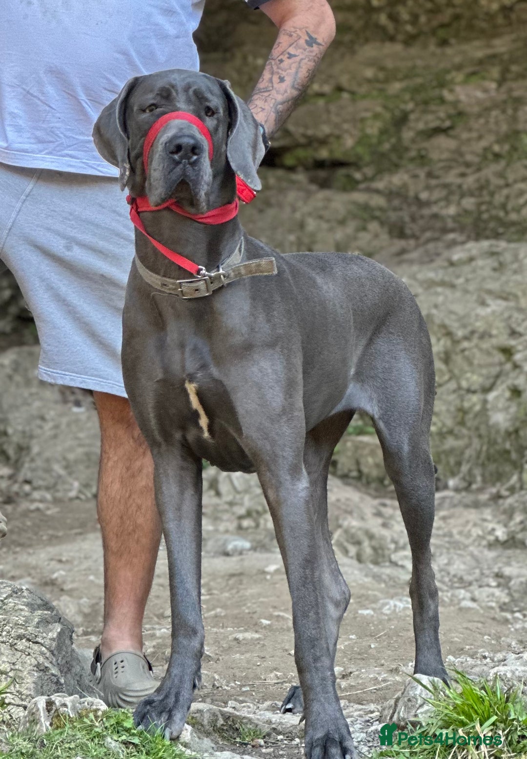 Great Dane dogs for sale: KC registered blue Great Dane puppies - Image 5