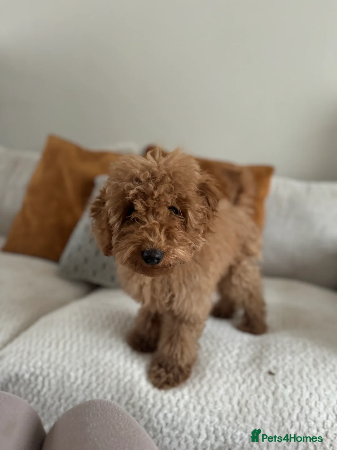 Cockapoo dogs for sale: Loving cockapoo girl!❤️❤️ - Advert 2