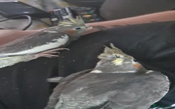 Cockatiels birds for sale: Baby cockatiels - Image 3