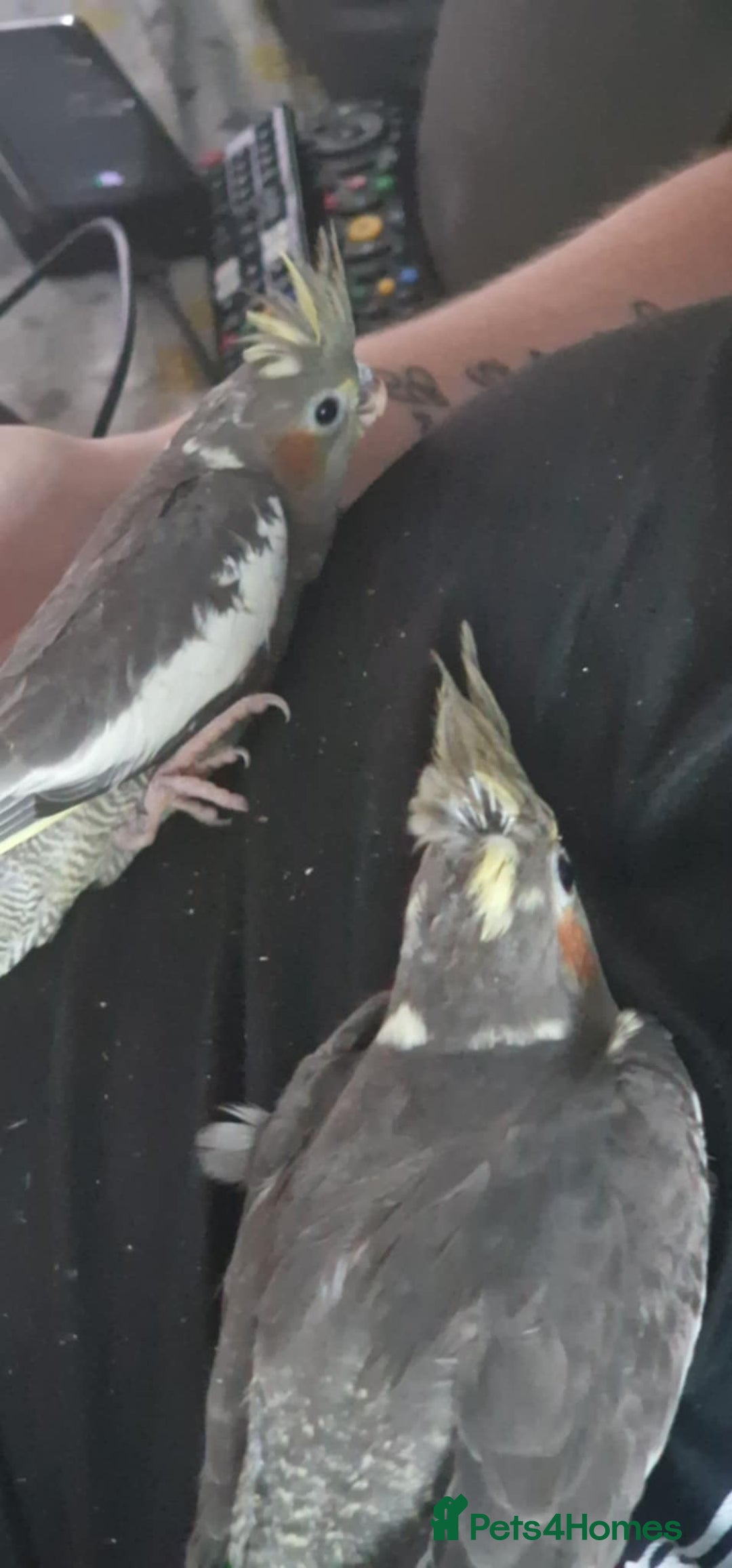 Cockatiels birds for sale: Baby cockatiels - Image 3
