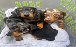 Miniature Dachshund dogs for sale: Miniature dachshund reddy for new homes - Image 2