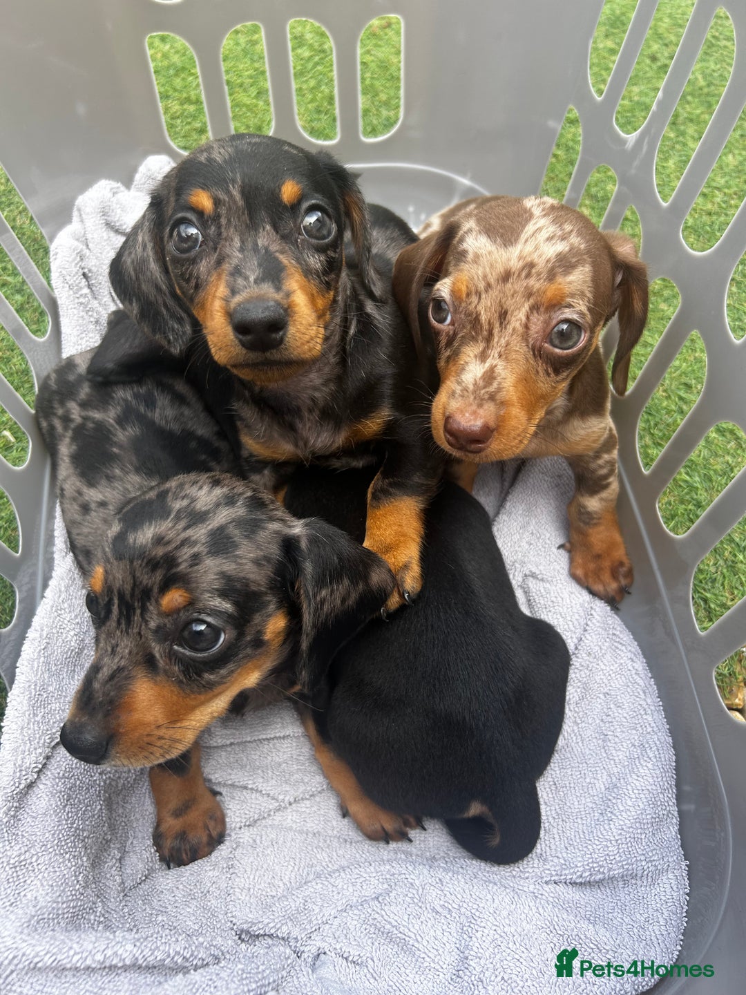 Miniature Dachshund dogs for sale: Miniature dachshund reddy for new homes - Image 2
