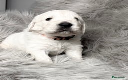 Golden Retriever dogs for sale: Gorgeous KC Reg Golden Retriever Puupies - Image 5