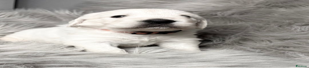 Golden Retriever Puppy 3