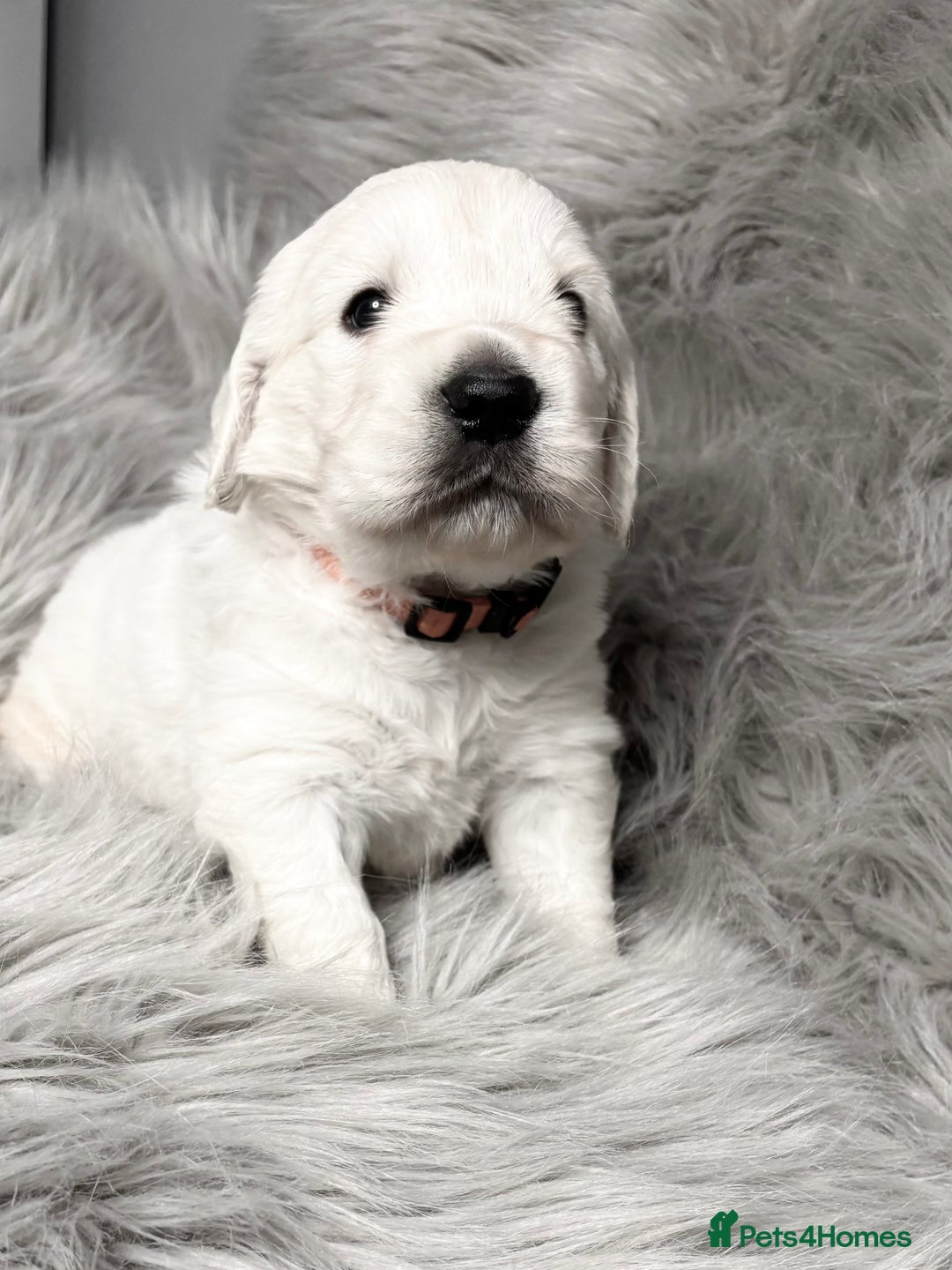 Golden Retriever dogs for sale: Gorgeous KC Reg Golden Retriever Puupies - Image 5