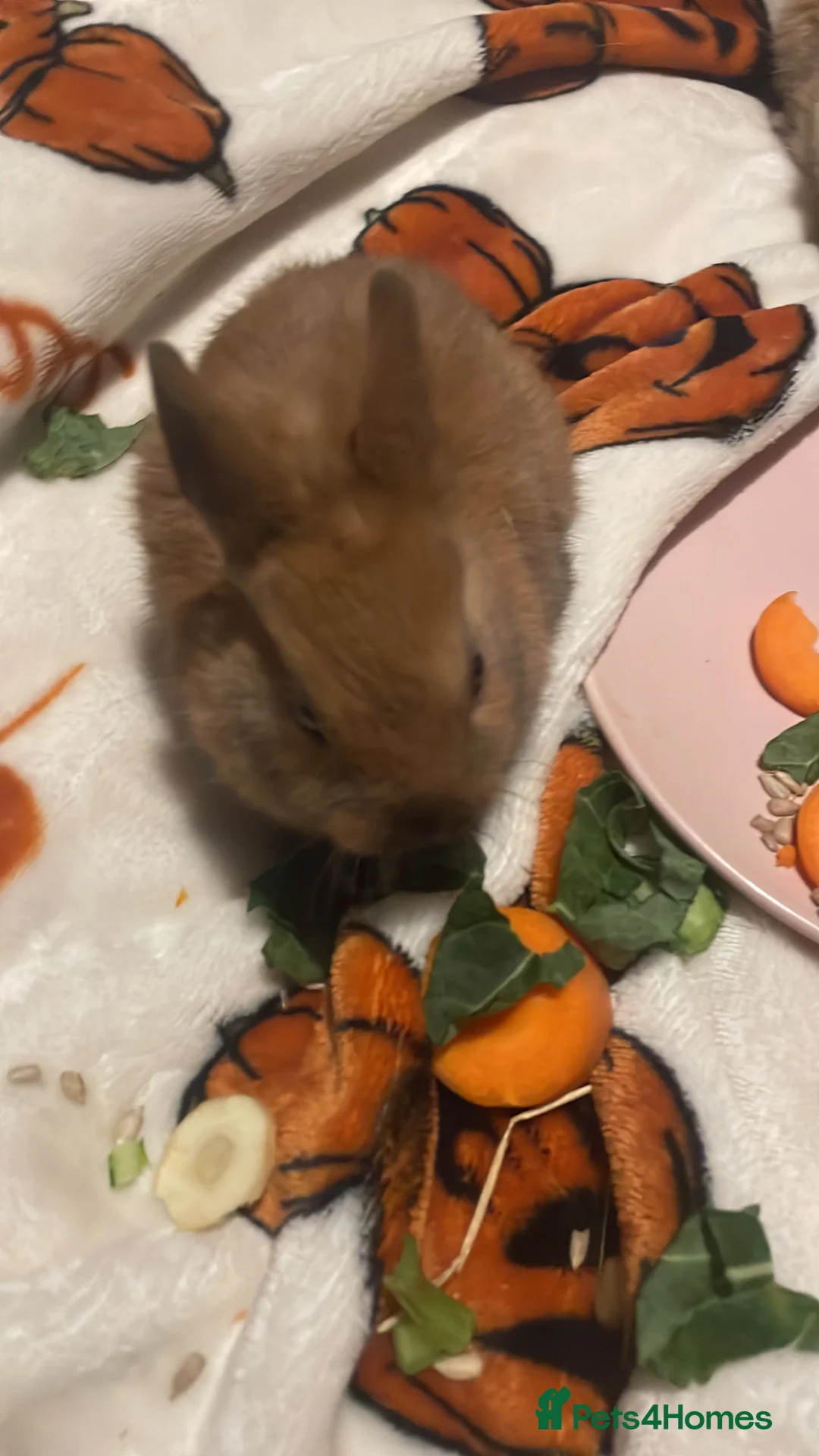 British Giant rabbits for sale: Netherland dwarf - Advert 13