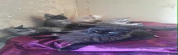 Maine Coon cats for sale: black smoke/silver polydactyl boy&girlTICAmaineco  - Advert 2