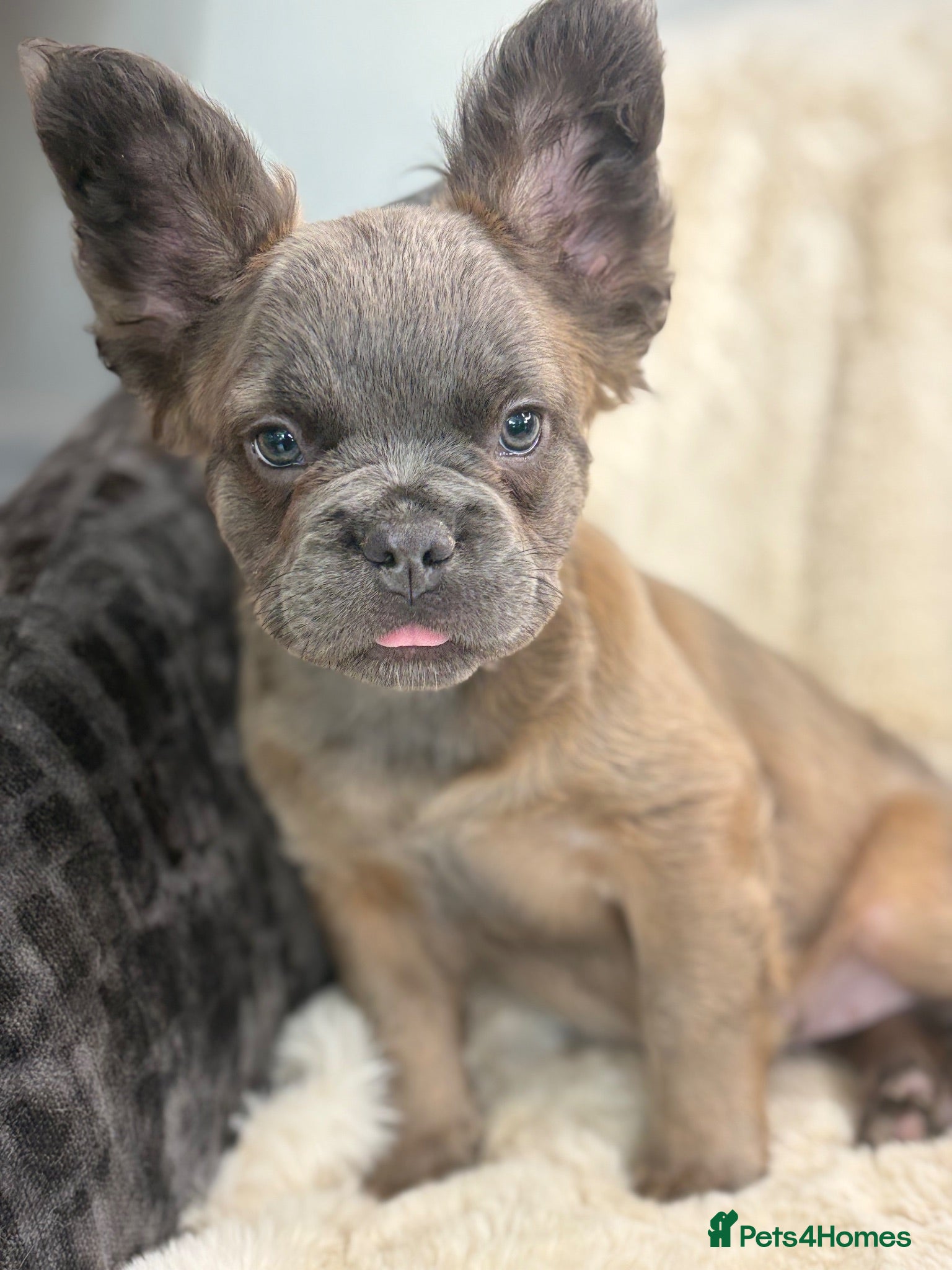 French Bulldog dogs Top quality fluffy French bulldog puppies  - Advert 1