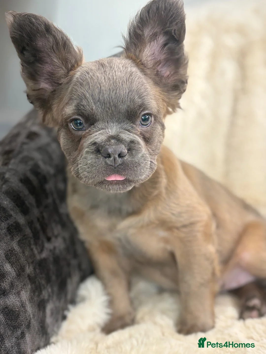 French Bulldog dogs for sale: Top quality fluffy French bulldog puppies  - Advert 1