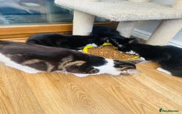 Mixed Breed cats for sale: Pepsi - Image 5