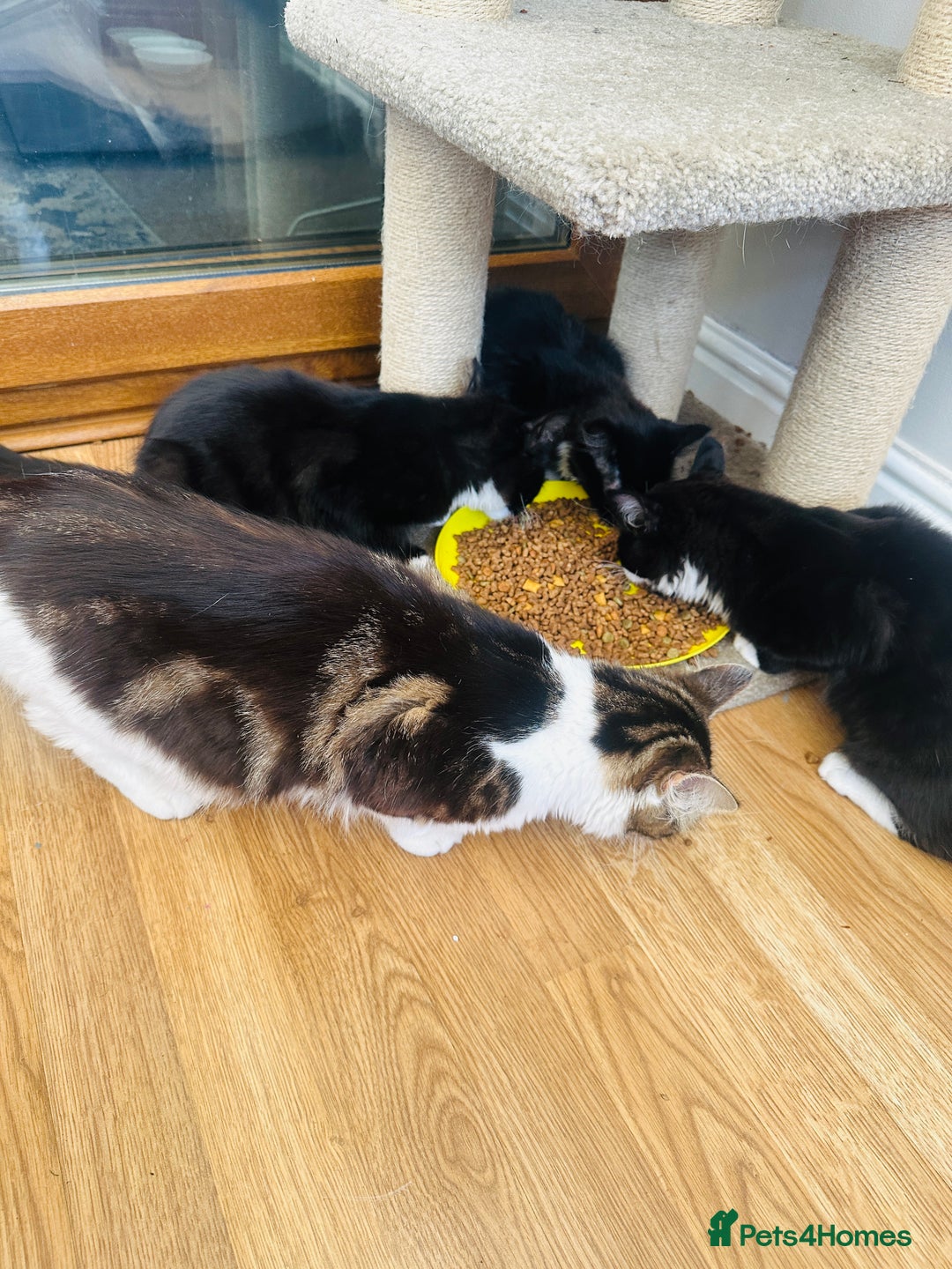 Mixed Breed cats for sale: Pepsi - Image 5