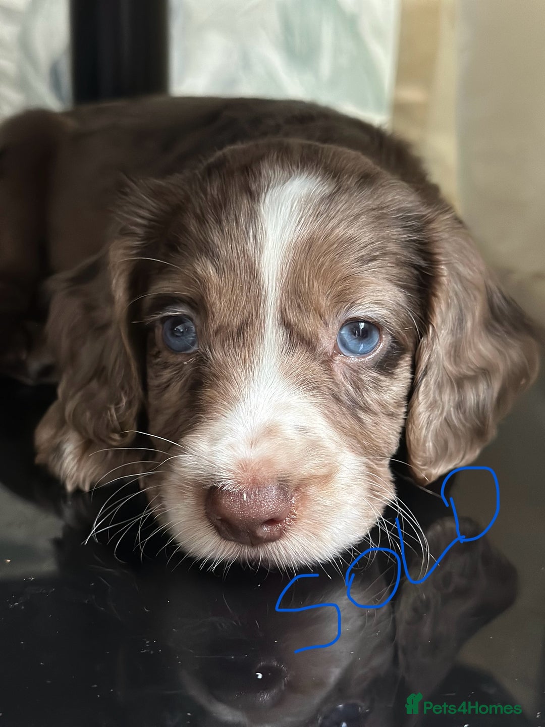 Cocker Spaniel dogs for sale: 1 Gorgeous Girl Cocker Spaniels - Ready to leave - Image 17
