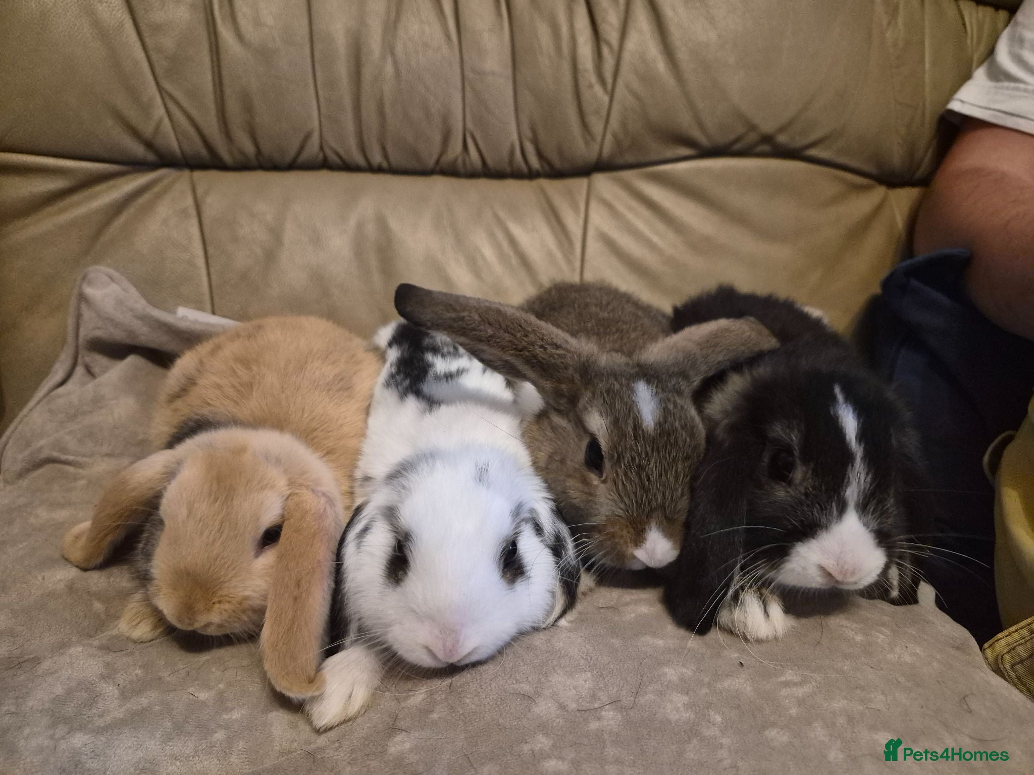Mini Lop rabbits 4 Cute Baby Mini Lop Rabbits - Advert 11