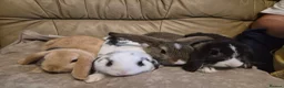 Mini Lop rabbits for sale: 4 Cute Baby Mini Lop Rabbits - Advert 1