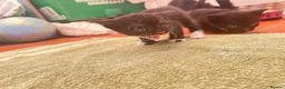 Mixed Breed cats for sale: Beautiful tuxedo kittens - Advert 6