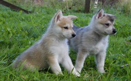 Utonagan dogs for sale: Utonagan  - Image 10