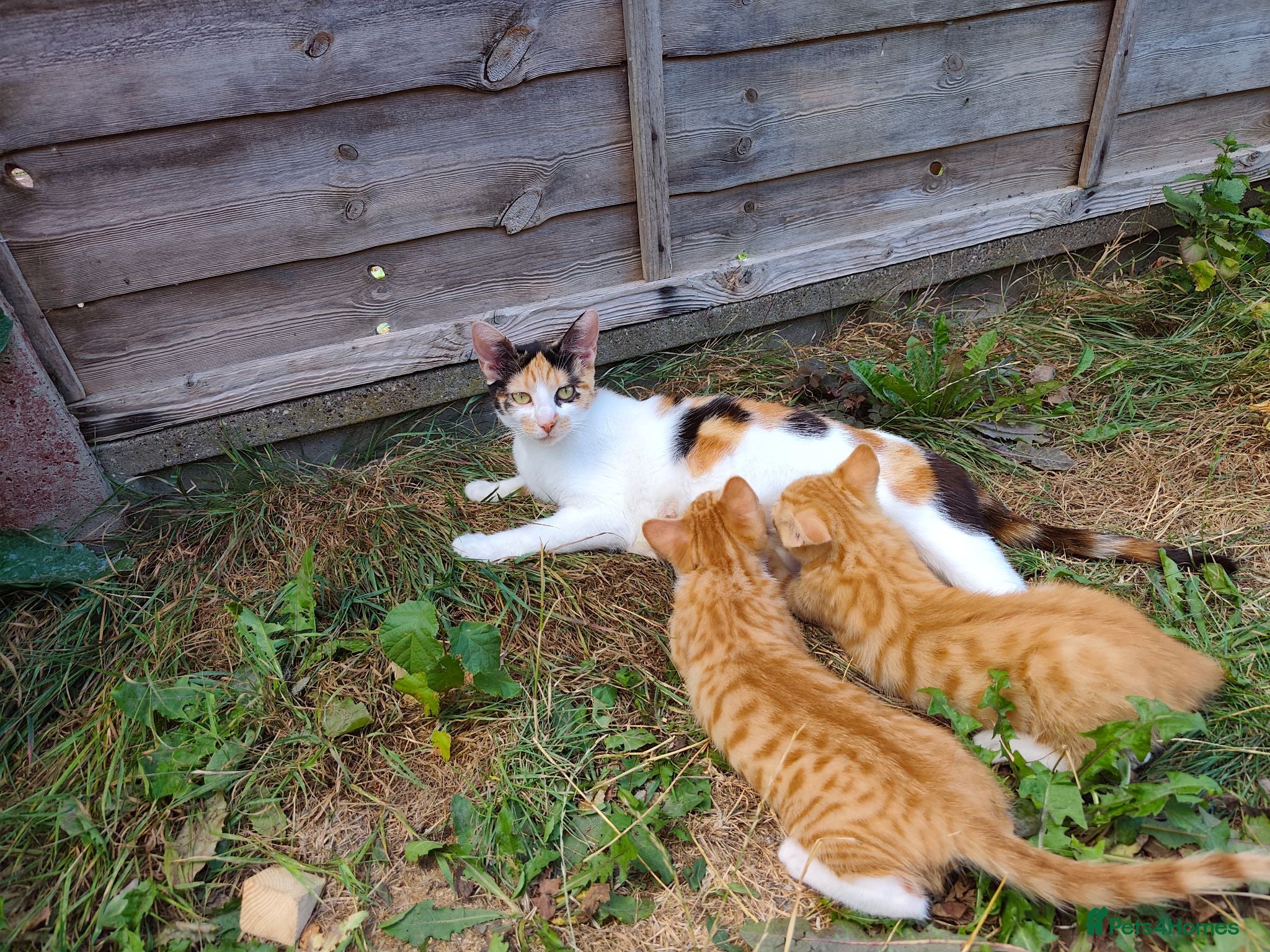 Mixed Breed cats 6 Adorable Kittens Looking for Loving Homes - Advert 16